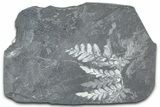 Fossil Seed Fern (Alethopteris & Pecopteris) Plate - Pennsylvania #360494-4